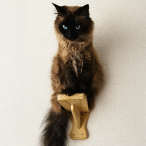 Degrau de parede para gatos em madeira de Pinus Pequeno